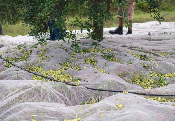 Foto: Cauê Silva/Divulgação.