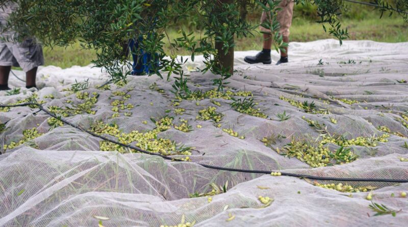 Foto: Cauê Silva/Divulgação.