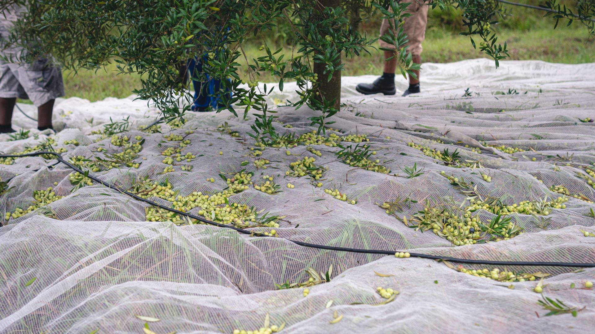 Foto: Cauê Silva/Divulgação.