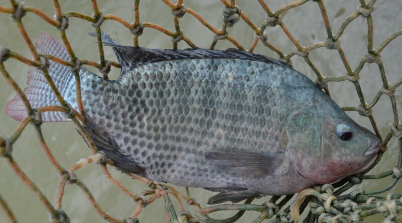 tilápia é destaque na criação de peixes no Espírito Santo
