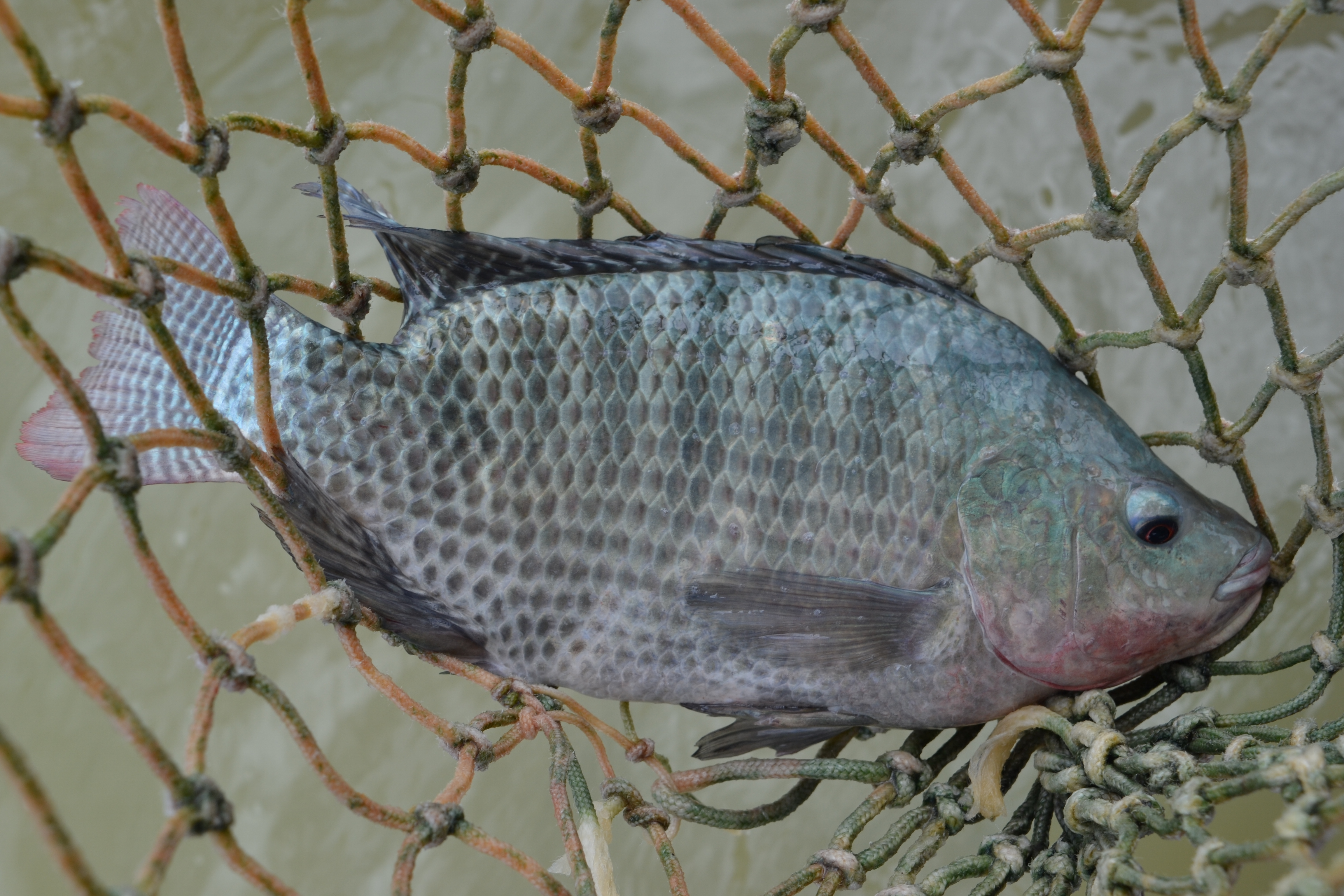tilápia é destaque na criação de peixes no Espírito Santo