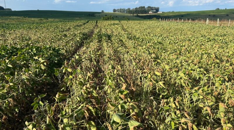 Produtor pode transformar soja que não vingou em silagem; veja como