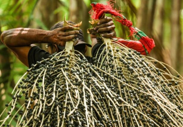 açaí - frutos tropicais