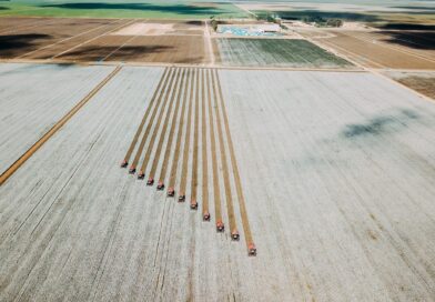 Rastreabilidade agrega valor ao algodão brasileiro. Cultura do algodão na Bahia é a segunda maior do país
