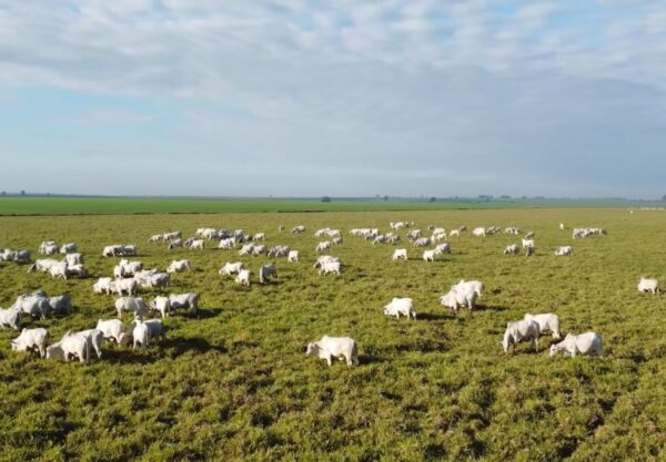 Recuperação de pastagens pode quadruplicar produtividade da pecuária, apontam estudos