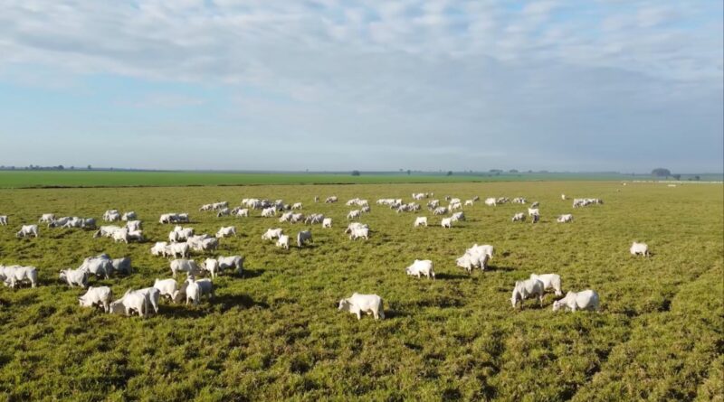 Recuperação de pastagens pode quadruplicar produtividade da pecuária, apontam estudos