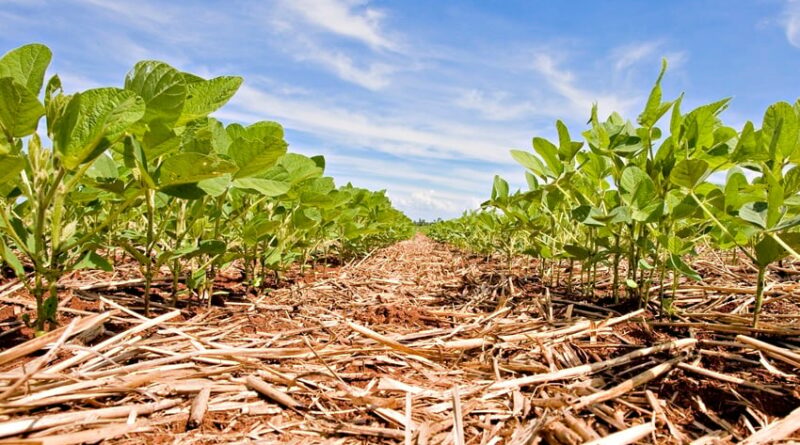 Reunião de Pesquisa de Soja (RPS) abre inscrições e deve reunir cerca de 500 participantes em Londrina