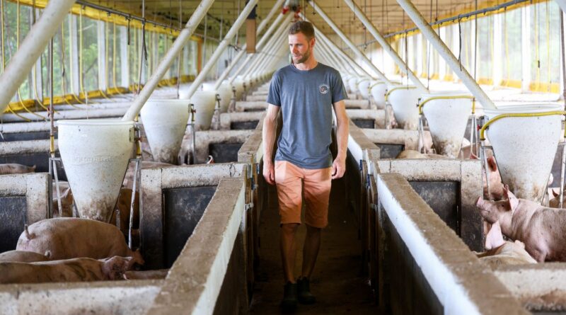 Santa Catarina lança programa de R$ 1 bilhão para financiar produção de suínos e aves