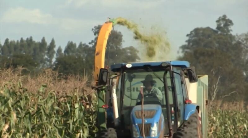 Foto: Reprodução/Giro do Boi.