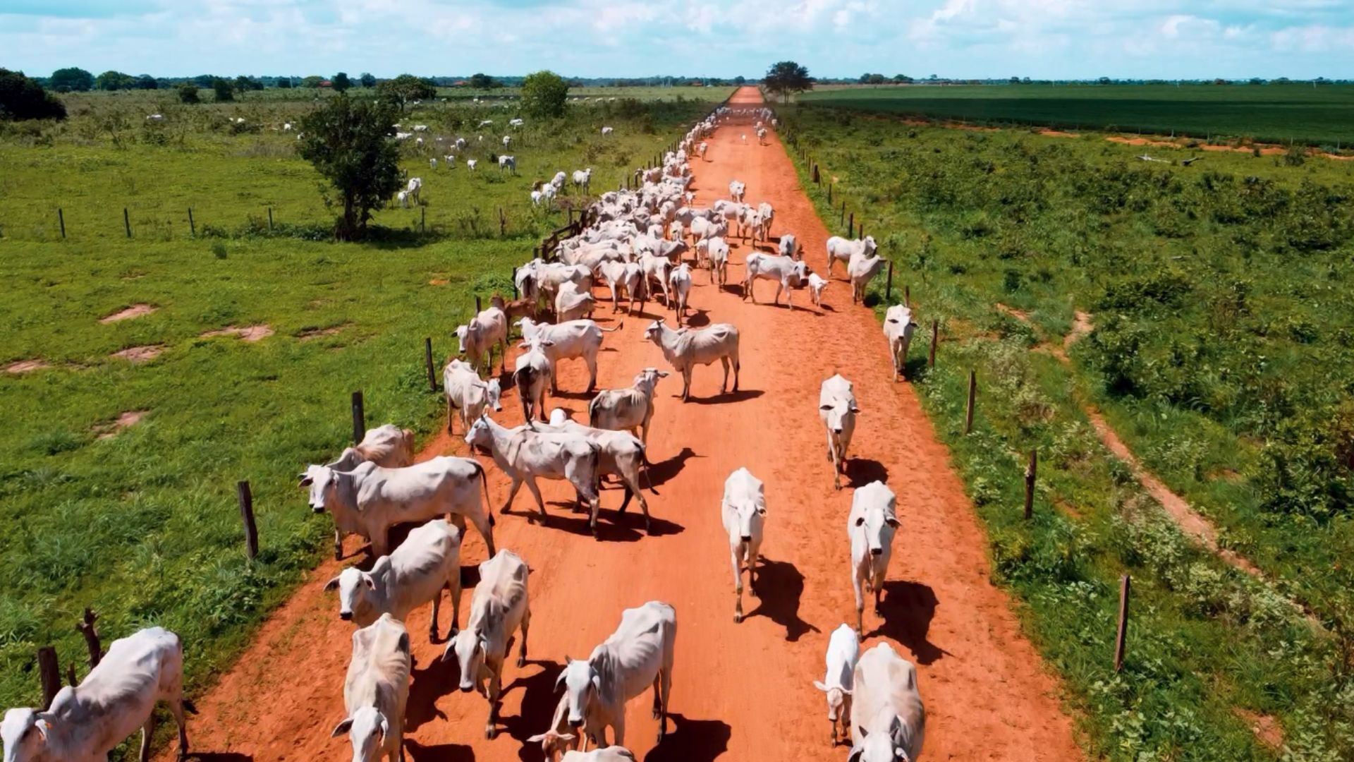 Vacas e novilhas em movimentação entre áreas de pastagem na fazenda Nova Piratinga. Foto: Reprodução/Giro do Boi