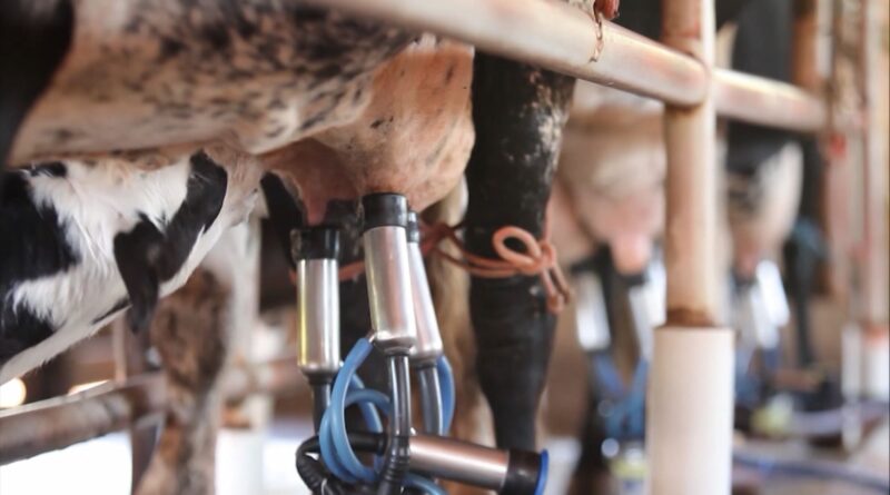 Foto: Reprodução/Giro do Boi.