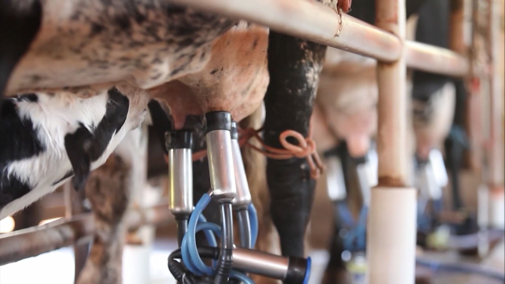 Foto: Reprodução/Giro do Boi.