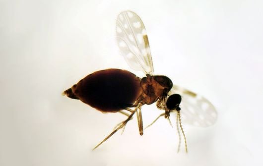 Culicoides paraensis