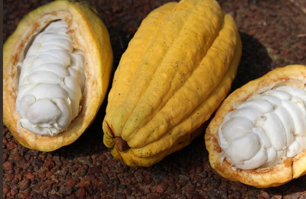 Amêndoas de cacau de Tome-Açu.