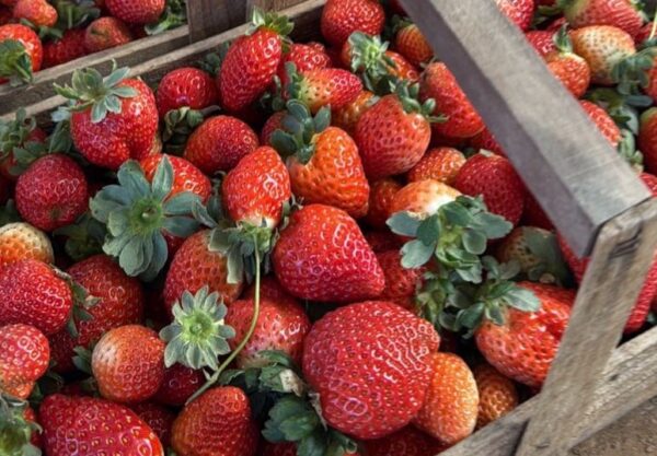 morangos em cestos