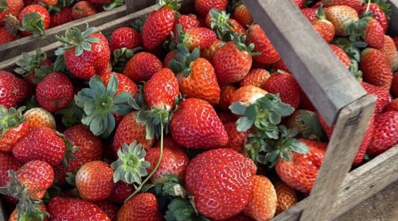 morangos em cestos