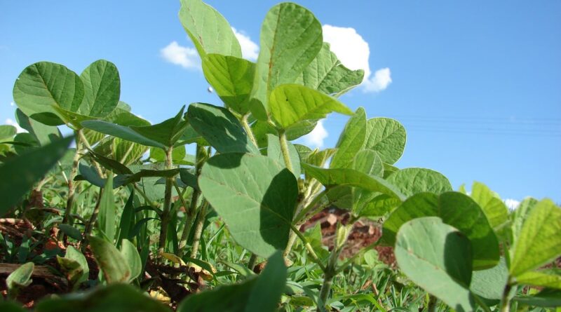 consultoria-plantio-soja - imea - mato grosso