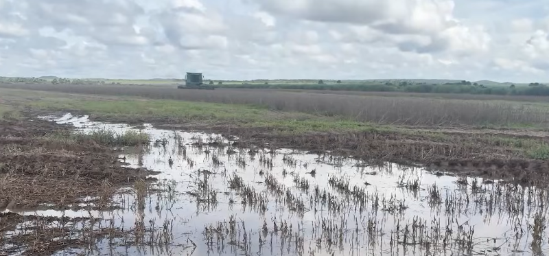 ‘É um ano para apagar da memória’: produtor enfrenta perdas, dívida e colheita no limite em MT