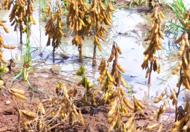 ‘Não são chuvas de 10 mm, mas precipitações de até 180 mm’, diz sojicultor de MT que enfrenta dificuldades na colheita
