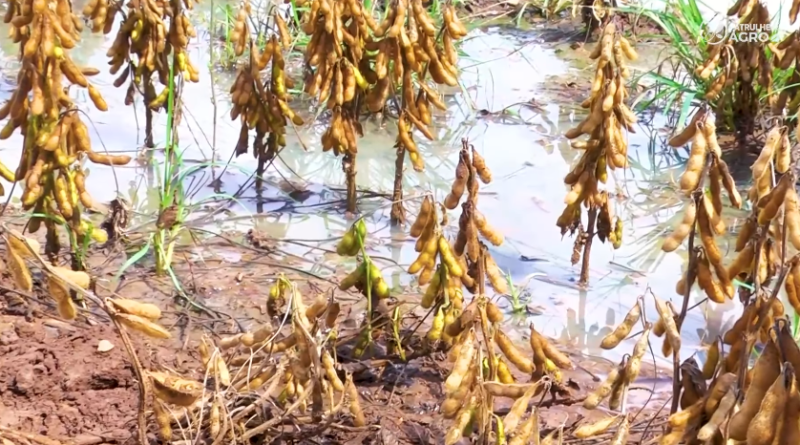 ‘Não são chuvas de 10 mm, mas precipitações de até 180 mm’, diz sojicultor de MT que enfrenta dificuldades na colheita