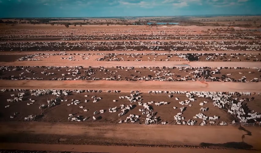 Animais na Fazenda Conforto