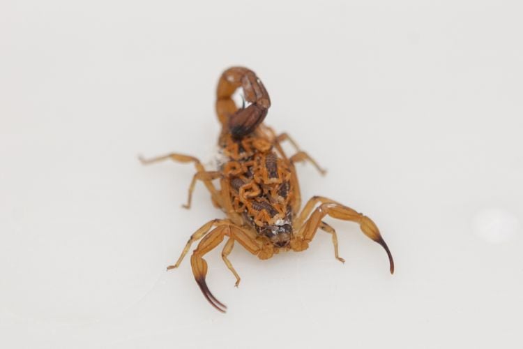 Espécime de escorpião com filhotes nas costas
