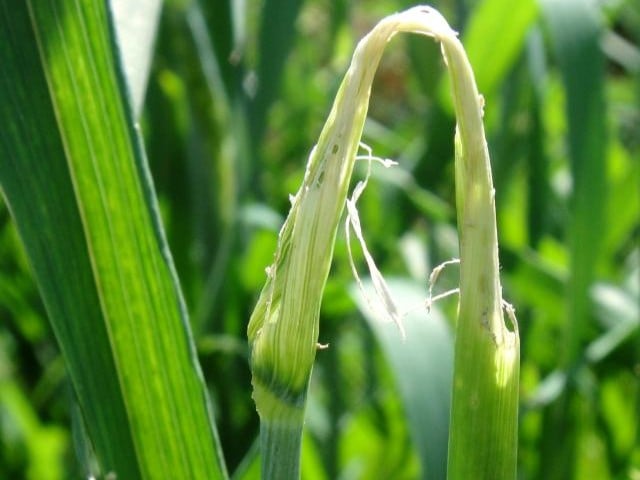 

Dano de adulto de Diabrotica speciosa em colmo de trigo 