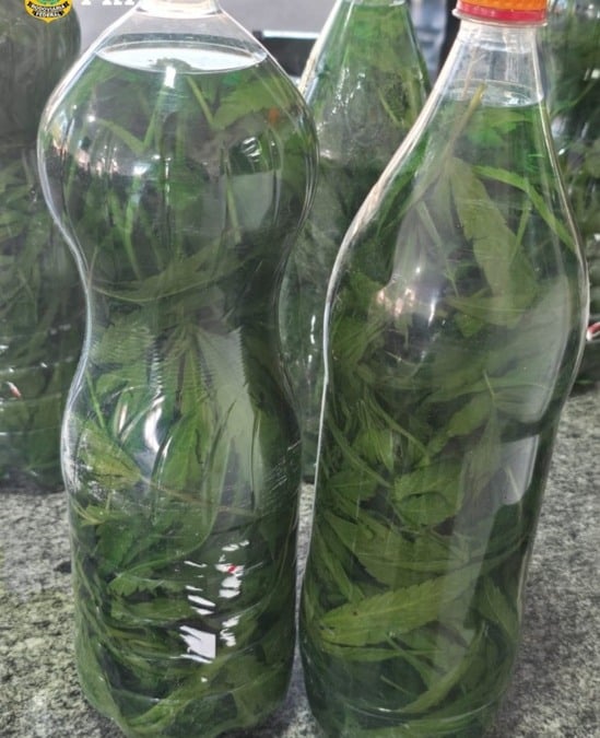 Cachaça com maconha