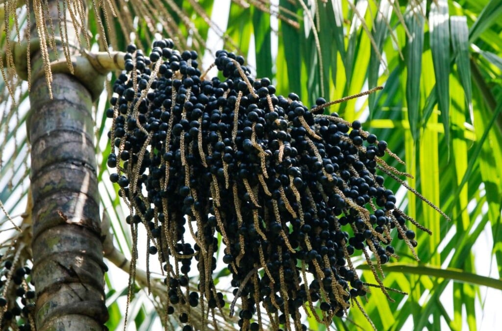 Açaí