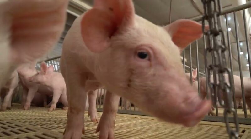 ABCS lança campanha para incentivar o consumo de carne suína no Brasil