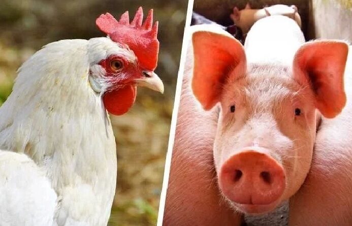 carne frango e suíno