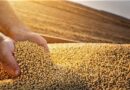 Safra de soja deve atingir novo recorde e chegar a 179,2 milhões de t no Brasil, aponta Conab