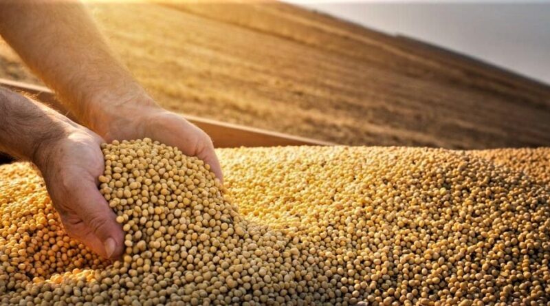 Safra de soja deve atingir novo recorde e chegar a 179,2 milhões de t no Brasil, aponta Conab