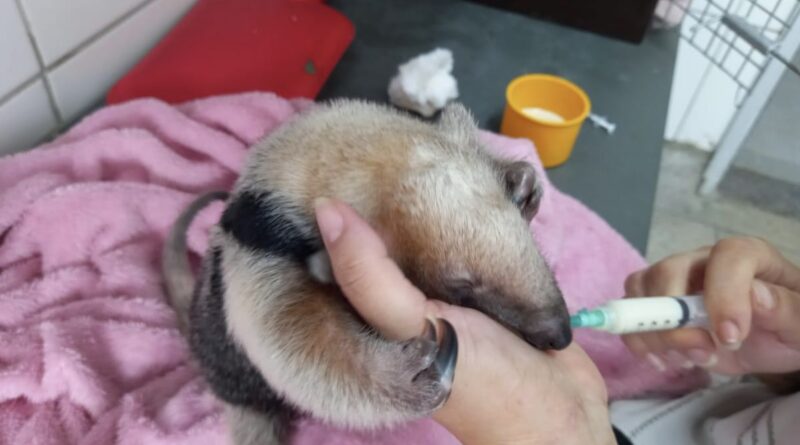 Tamanduá-mirim resgatado ainda bebê