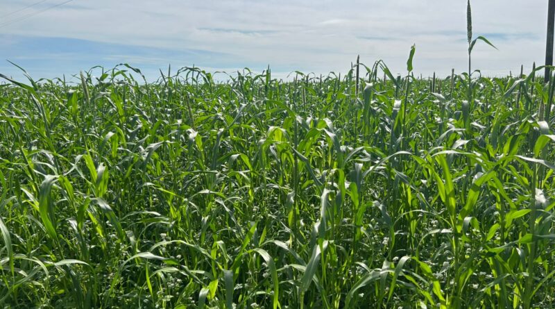 Aprosoja TO promove Dia de Campo com foco em manejo e produtividade