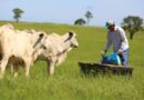 Suplementação de bovinos a pasto. Foto: Divulgação