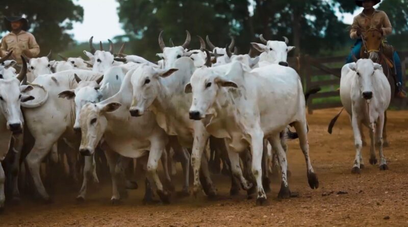 Peões movimentando vacas e novilhas na fazenda Nova Piratinga. Foto: Reprodução/Giro do Boi