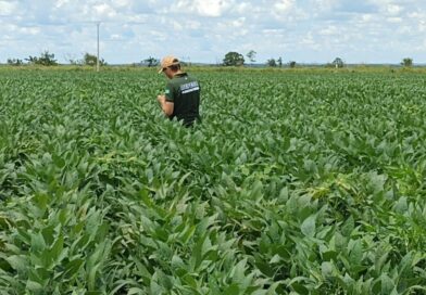 Braquiária eleva produtividade da soja em até 15% e melhora saúde do solo, aponta estudo da Embrapa