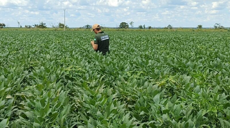 Braquiária eleva produtividade da soja em até 15% e melhora saúde do solo, aponta estudo da Embrapa