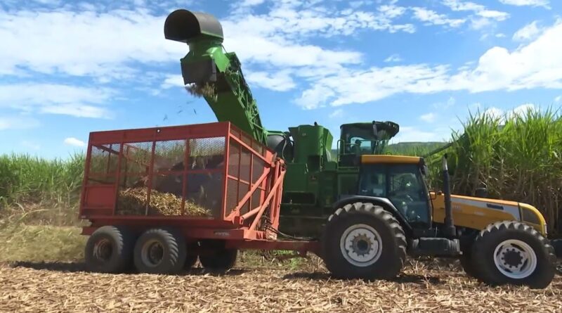 Brasil abre mercado inédito para exportação de uvas ao Azerbaijão