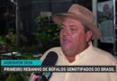 Brasil apresenta primeiro rebanho de búfalos genotipados na Agrishow