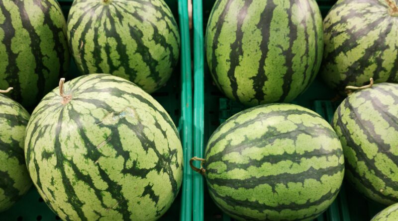 melancia cultivo mínimo