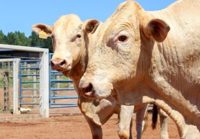 Para um touro receber o selo Canchim on Dairy, deve atender a critérios técnicos baseados em avaliações genéticas para garantir o desempenho e a segurança do cruzamento