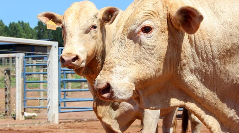 Para um touro receber o selo Canchim on Dairy, deve atender a critérios técnicos baseados em avaliações genéticas para garantir o desempenho e a segurança do cruzamento