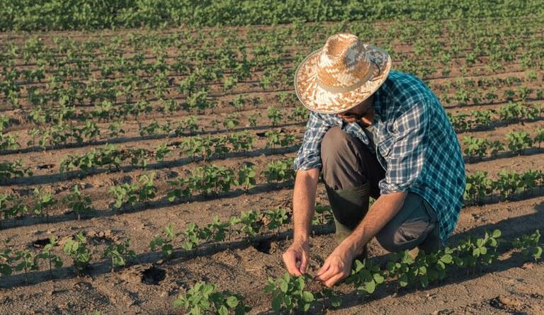 Plano Safra da agricultura familiar será de R$ 77,7 bilhões; confira detalhes rural