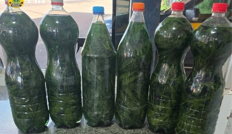 cachaça com maconha