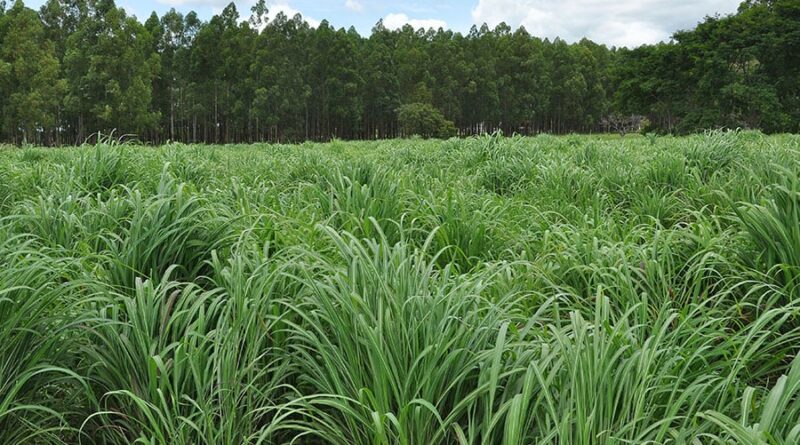 capim-andropogon