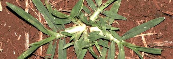Capim-pé-de-galinha está entre as plantas daninhas mais agressivas da soja e vira tema de curso online