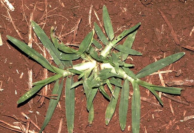 Capim-pé-de-galinha está entre as plantas daninhas mais agressivas da soja e vira tema de curso online