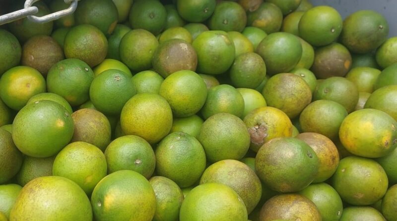 40 toneladas de laranja interceptadas